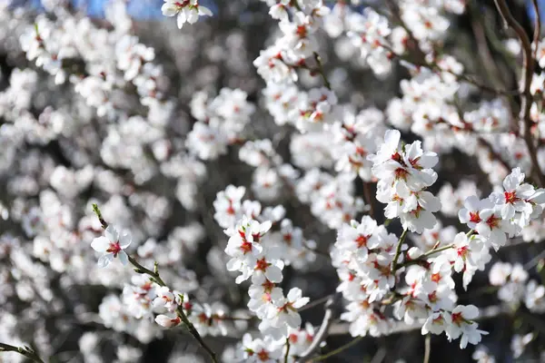 Branches of blossoming fruit tree on blurred background — Stock Photo, Image