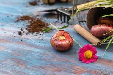 çiçek soğanı ve ahşap masa üzerinde Bahçe aletleri