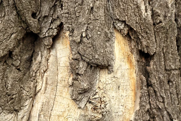 Textura da casca da árvore, close-up — Fotografia de Stock