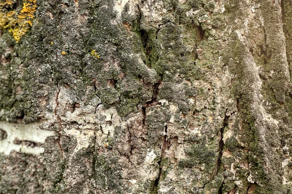 Baumstamm mit Moos bedeckt, Nahaufnahme — Stockfoto