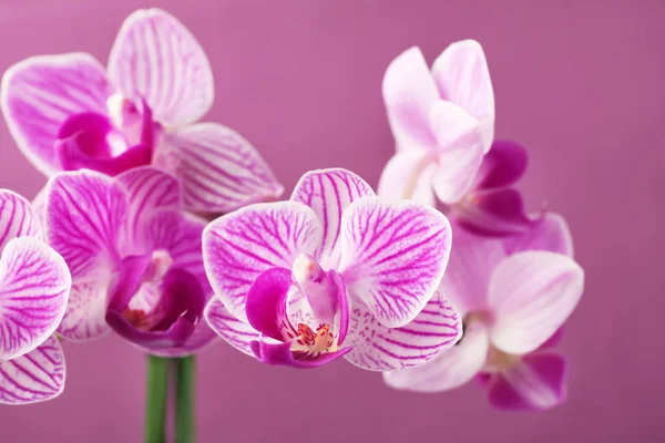 Schöne Orchideenblumen auf farbigem Hintergrund — Stockfoto