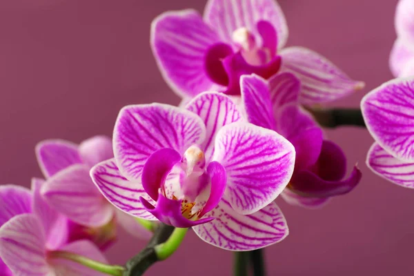 Schöne Orchideenblüten auf farbigem Hintergrund, Nahaufnahme — Stockfoto