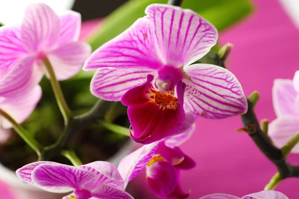 Beautiful orchid flowers on color background, closeup — Stock Photo, Image