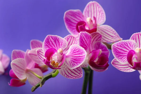 Schöne Orchideenblumen auf farbigem Hintergrund — Stockfoto