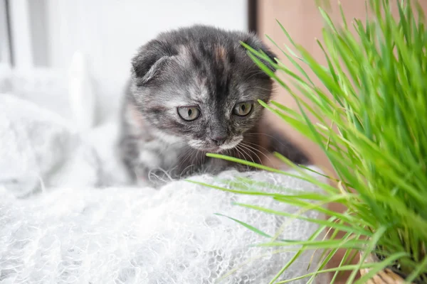 Cute kitten near green grass on windowsill at home — Stock Photo, Image