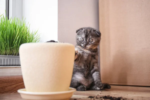 Cute kitten near pot with soil on floor at home — Stock Photo, Image