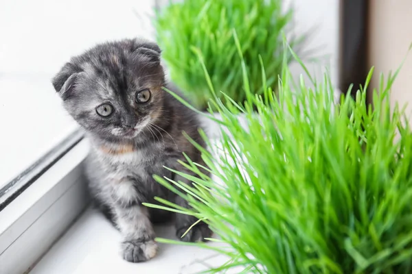 stock image Cute kitten near green grass on windowsill at home