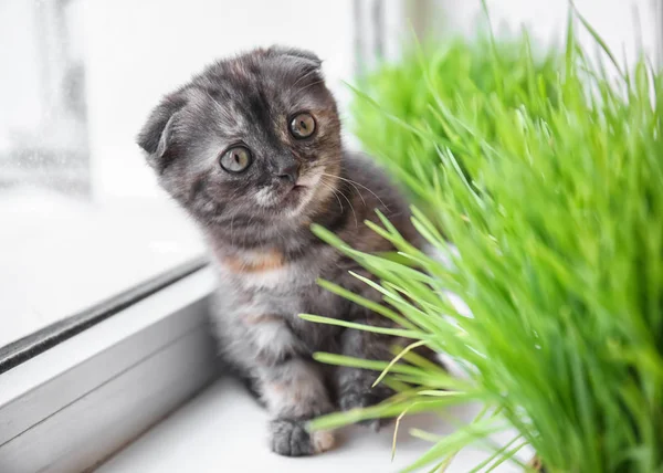 Cute kitten near green grass on windowsill at home — Stock Photo, Image