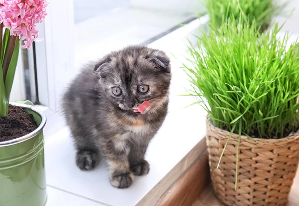 Cute kitten near green plants on windowsill at home — Stock Photo, Image