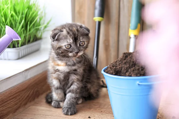 Cute kitten near bucket with soil on floor at home — Stock Photo, Image