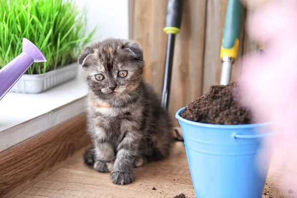Cute kitten near bucket with soil on floor at home — Stock Photo, Image