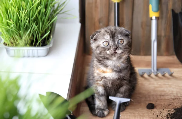Cute kitten near gardening tools on floor at home — Stock Photo, Image