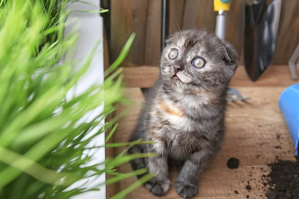 Cute kitten near green grass on floor at home — Stock Photo, Image