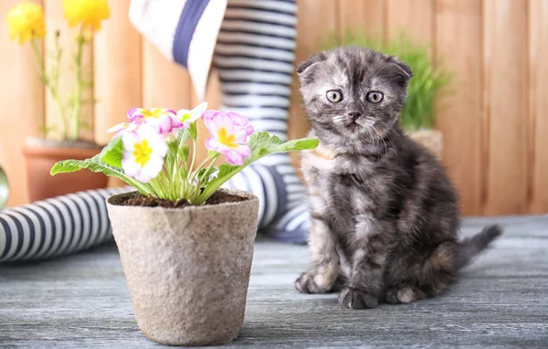 Cute kitten near pot with beautiful plant on floor at home — Stock Photo, Image