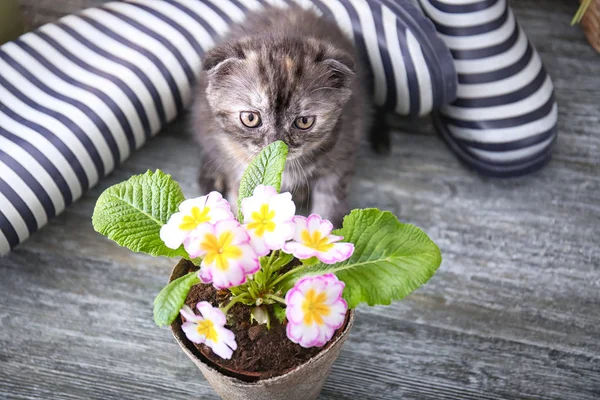Cute kitten near pot with beautiful plant on floor at home — Stock Photo, Image