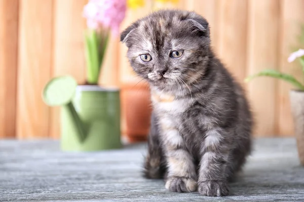 Aranyos cica, padlóra otthon — Stock Fotó