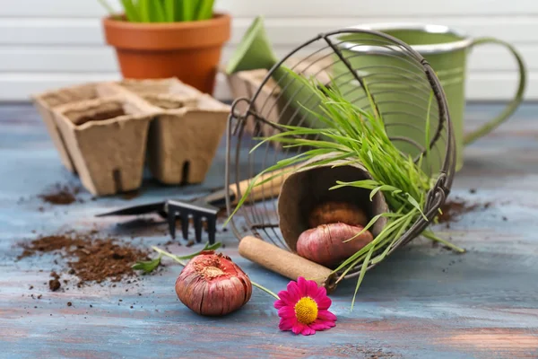 Flower bulbs and gardening tools on wooden table — Stock Photo, Image