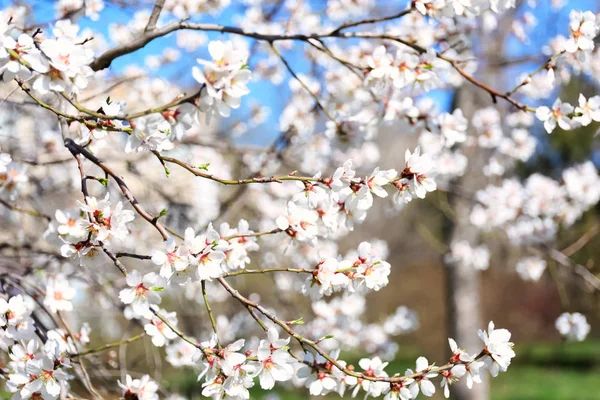 背景をぼかした写真に開花果樹の枝 — ストック写真