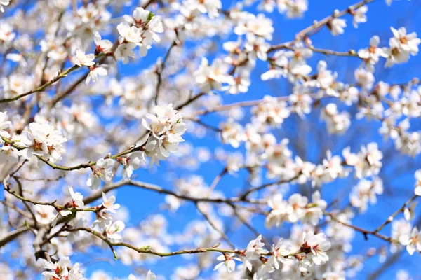 背景をぼかした写真に開花果樹の枝 — ストック写真