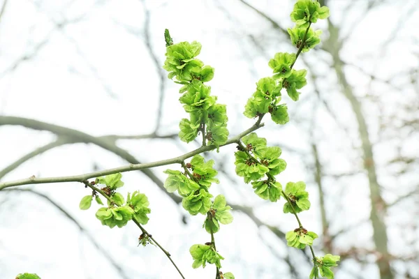 春天的美丽盛开的树枝 — 图库照片