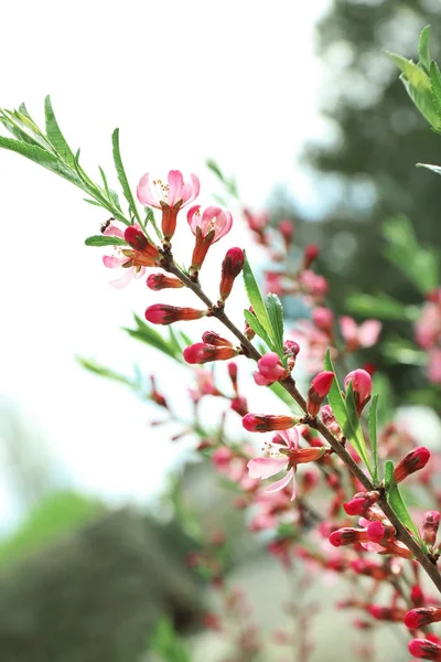 Piękna kwitnąca gałąź drzewa na dzień wiosny — Zdjęcie stockowe