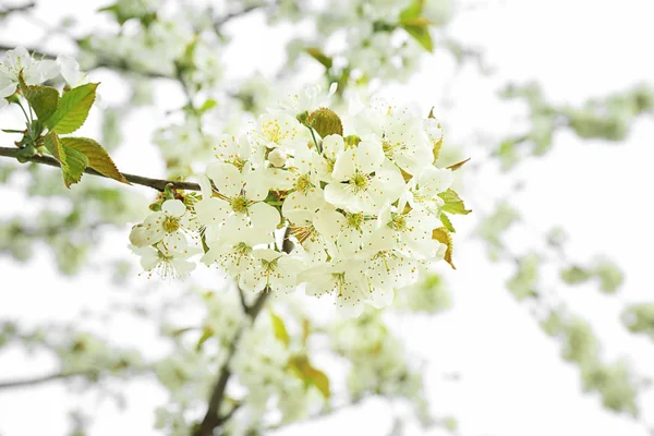 Hermosa rama de árbol en flor en el día de primavera —  Fotos de Stock