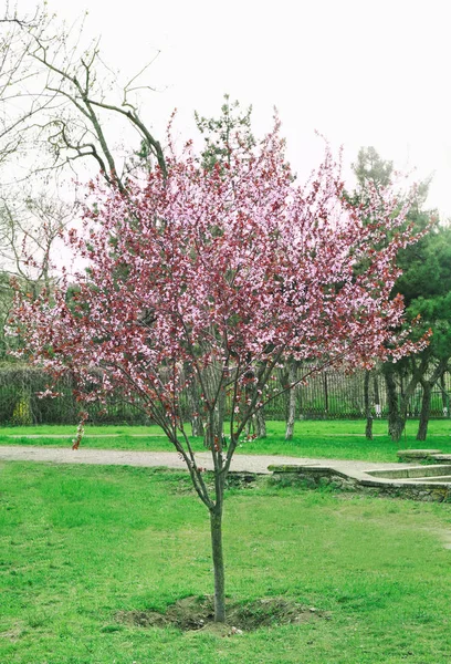 Árvore florescente no parque de primavera — Fotografia de Stock