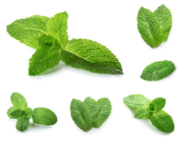 Menta verde Hojas sobre fondo blanco — Foto de Stock