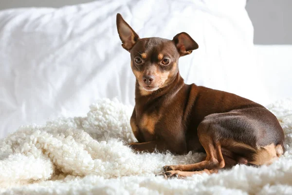 Bonito brinquedo terrier cão deitado na cama — Fotografia de Stock