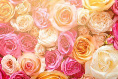 Güzel gül çiçekleri, üst manzara