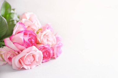 Beyaz arka planda güzel gül çiçekleri