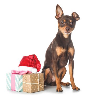 Noel Baba şapkası ve beyaz arka planda hediyeleri olan sevimli oyuncak teriyer köpeği.