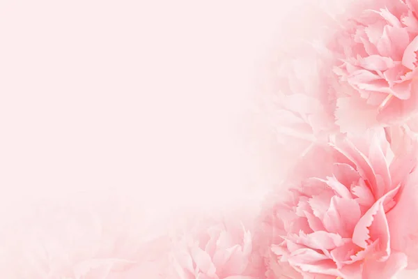 Beautiful carnation flowers on light color background — Stock Photo, Image