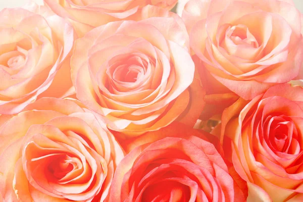 Hermosas flores de rosas, vista de cerca — Foto de Stock