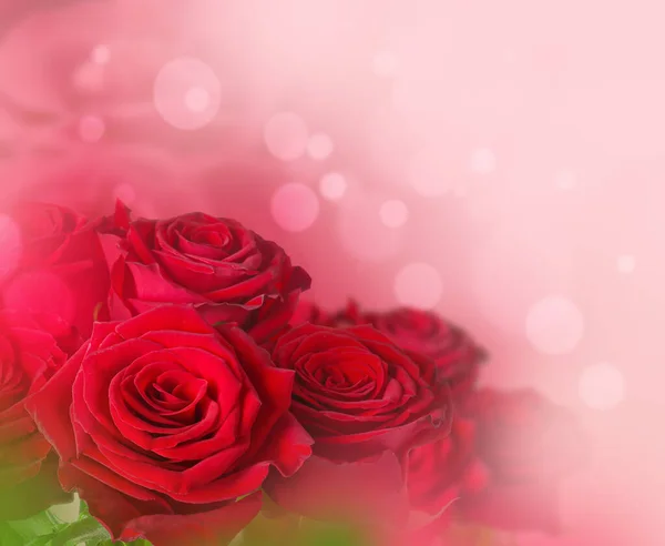 Beautiful blooming roses on color background — Stock Photo, Image