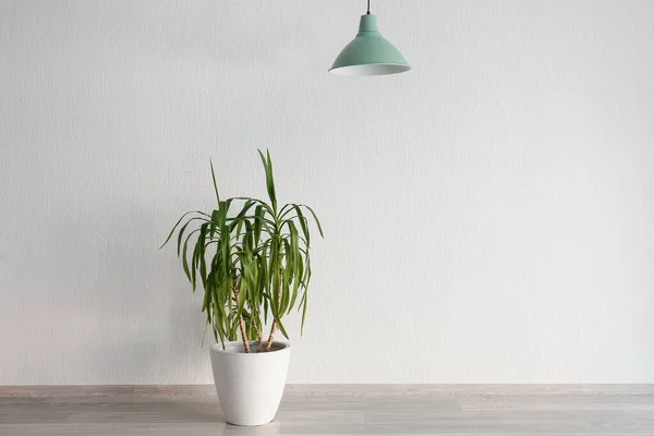 Plante d'intérieur en pot avec lampe près du mur blanc — Photo