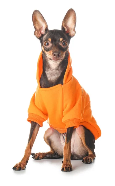 Cute toy terrier dog in clothes on white background — Stock Photo, Image