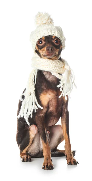 白い背景にニットスカーフと帽子でかわいいおもちゃのテリア犬 — ストック写真