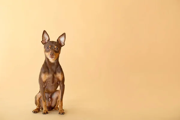 Cute toy terrier dog on color background