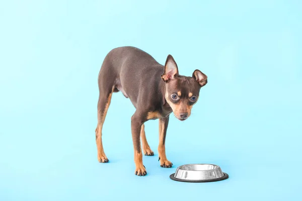 Cute toy terrier dog with bowl of food on color background — Stock Photo, Image