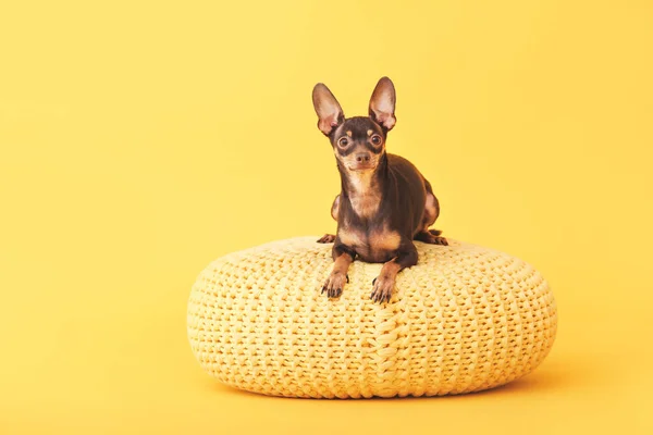 Cute toy terrier dog with pouf on color background — Stock Photo, Image