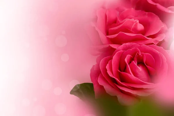 Bouquet of beautiful roses, closeup Stock Picture