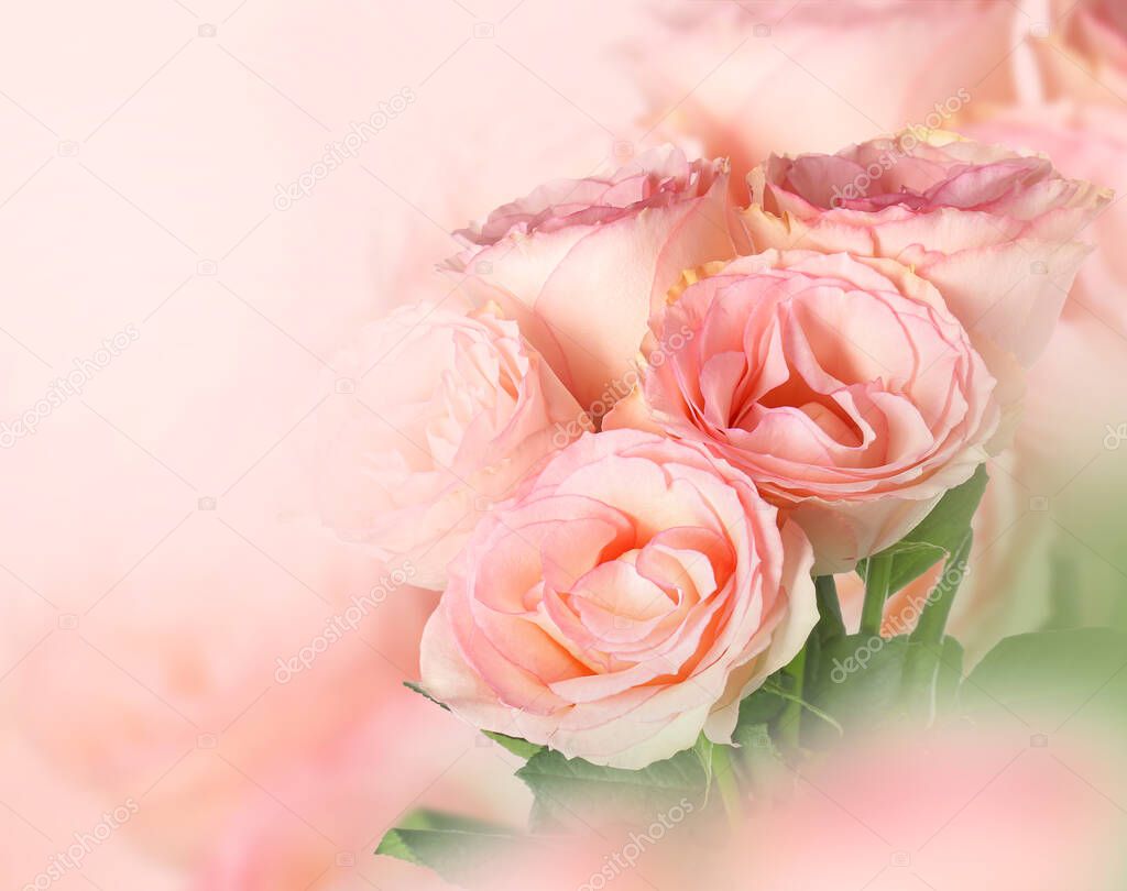 Beautiful blooming pink roses, closeup