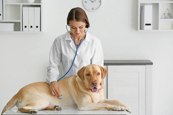 Veterinarian examining cute dog in clinic — Stock Photo, Image