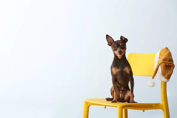 Bonito brinquedo terrier cão com chapéu de Papai Noel sentado na cadeira contra a luz — Fotografia de Stock