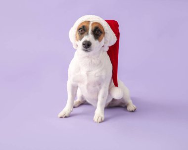 Noel Baba şapkalı şirin Jack Russell Terrier.