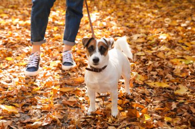 Sonbahar parkında sevimli köpeğiyle yürüyen bir kadın.