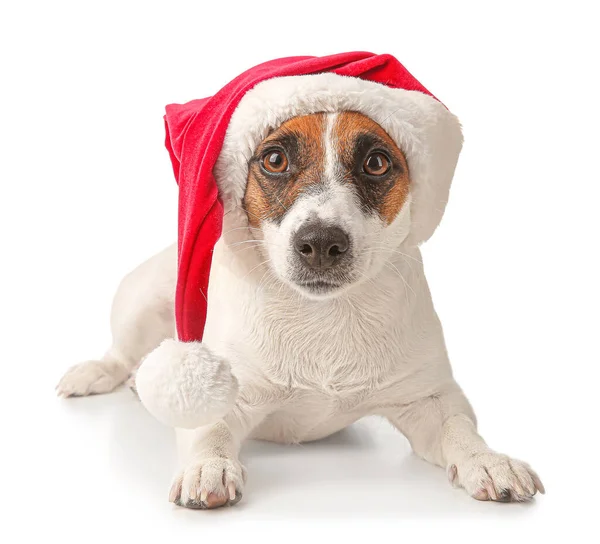 Cute Jack Russell Terrier in Santa Claus hat on white background — Stock Photo, Image