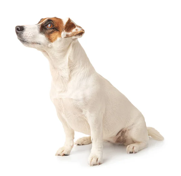 Lindo Jack Russell terrier sobre fondo blanco —  Fotos de Stock