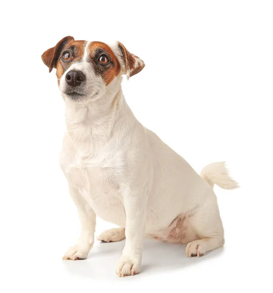 Mignon Jack Russell terrier sur fond blanc — Photo